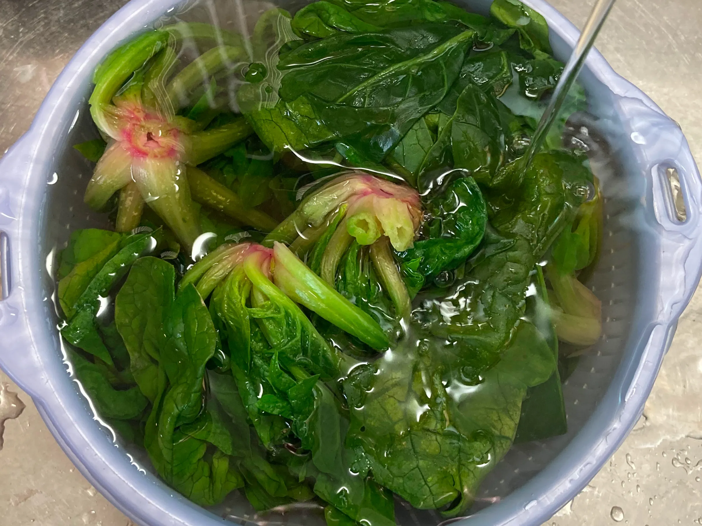 ほうれん草の下処理。ボウルに溜めた水にほうれん草の根元を浸し、流水で汚れを洗い流している。根元に切り込みを入れることで、砂を落としやすくし火の通りを均一にする工夫が伝わる。